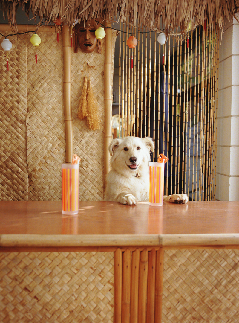 Illustration for article titled D.C. bar to host “pup-up” beer event with dog bartenders